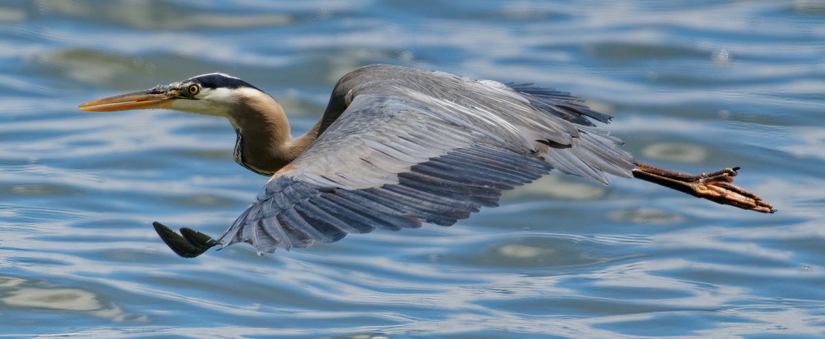 A great blue heron gliding low over the water